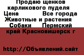 Продаю щенков карликового пуделя › Цена ­ 2 000 - Все города Животные и растения » Собаки   . Пермский край,Красновишерск г.
